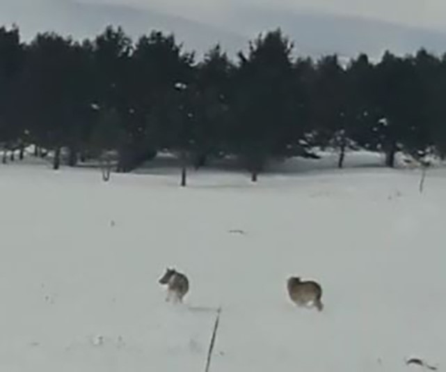 Ardahan'da kurtlar karayoluna indi