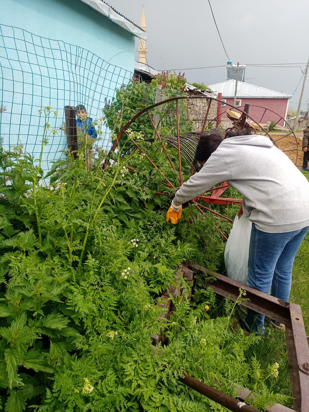 Isırgan otu toplanmaya başladı