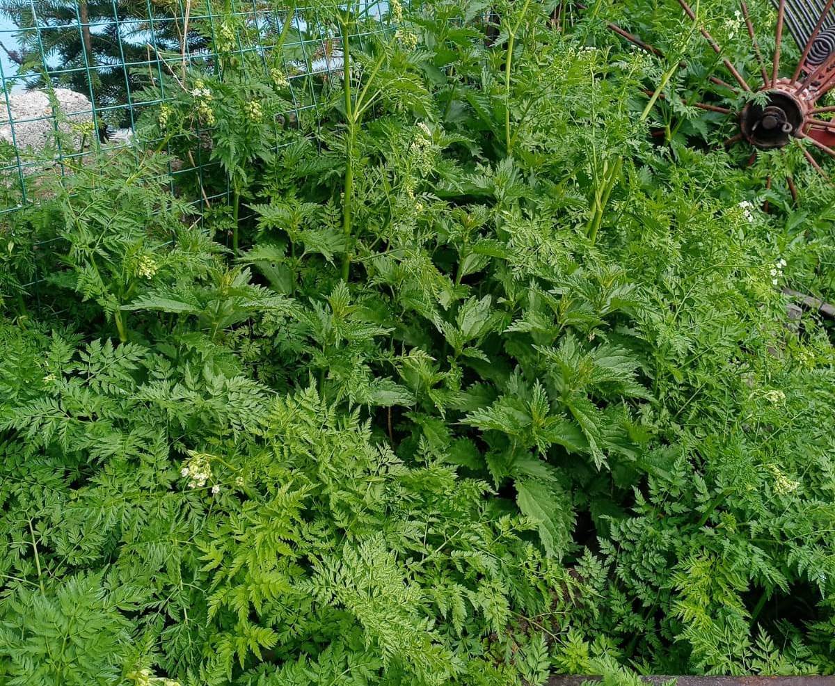 Isırgan otu toplanmaya başladı