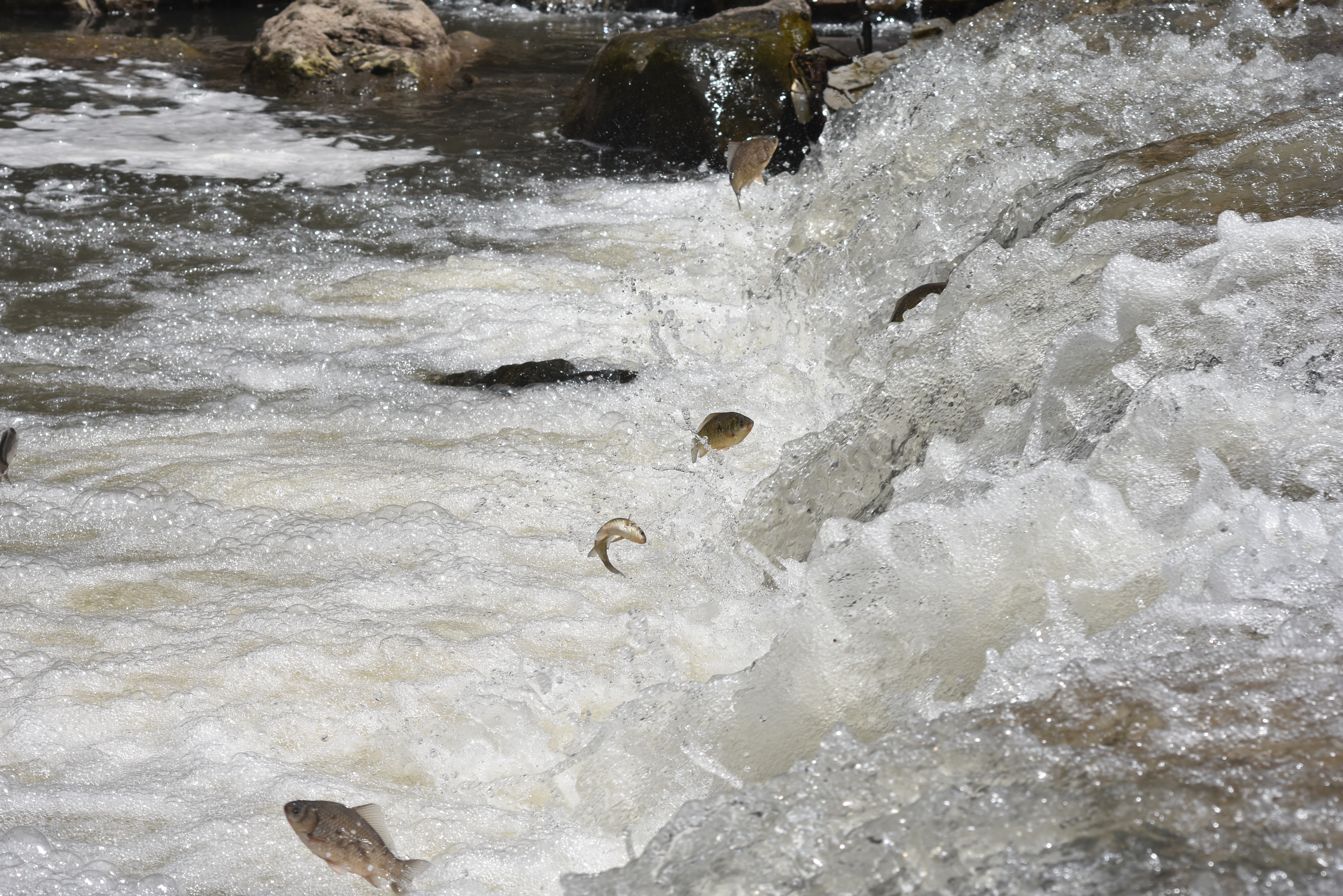 Kars'ta tatlı su kefallerinin zorlu yolculuğu görüntülendi