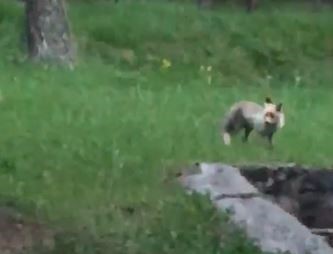 Tilki, pikniğe giden vatandaşların davetsiz misafiri oldu