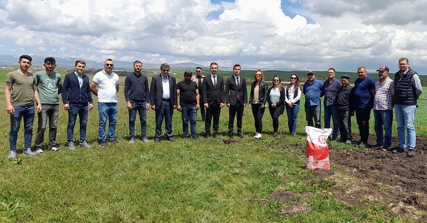Selim'de yağlık ayçiçeği ekilmeye başladı