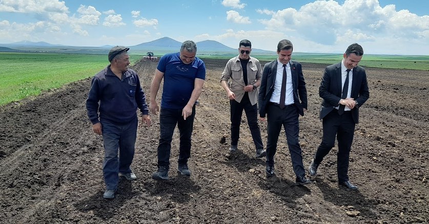 Selim'de yağlık ayçiçeği ekilmeye başladı