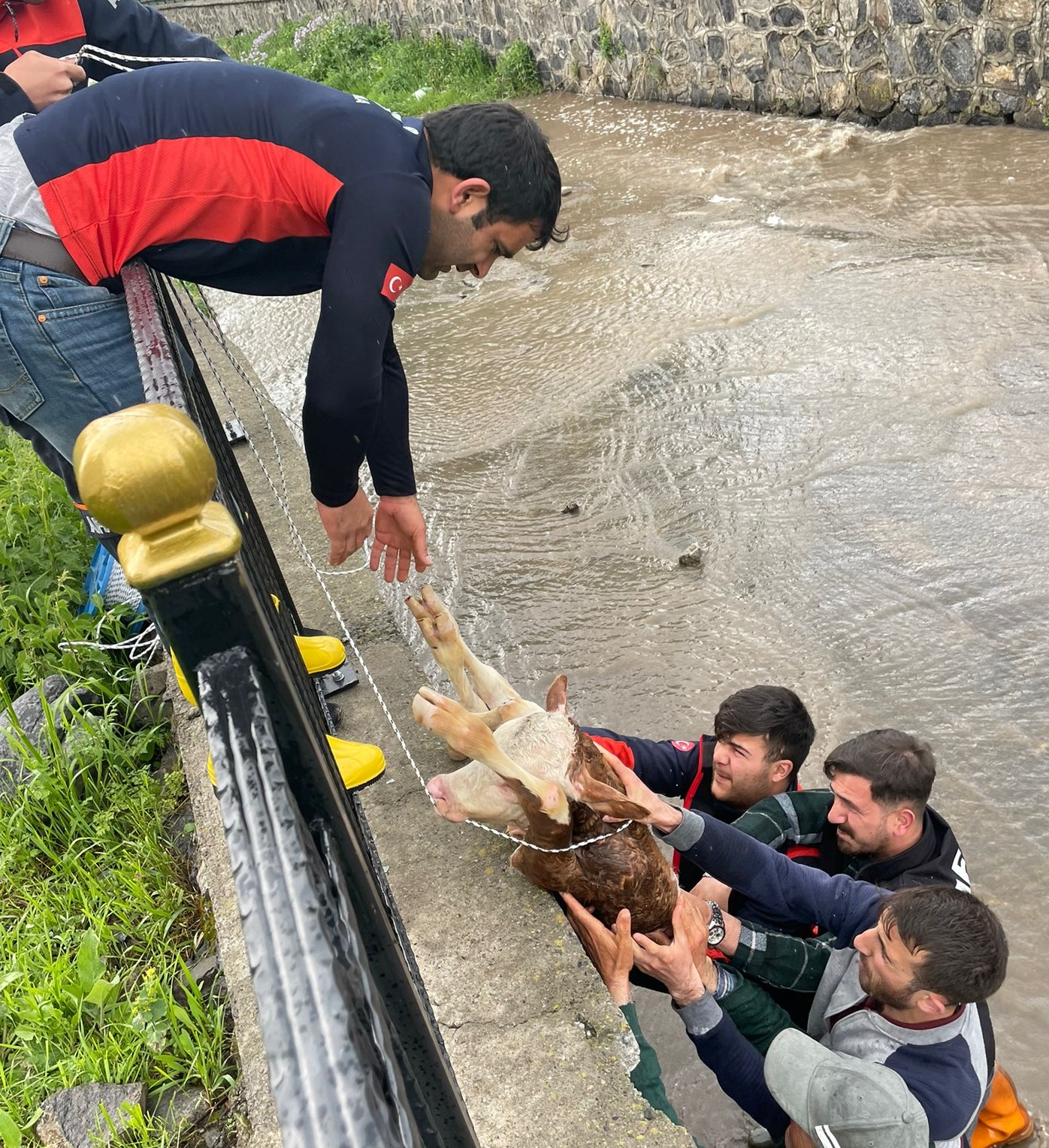 Ardahan'da Kura Nehri'ne düşen buzağı kurtarıldı