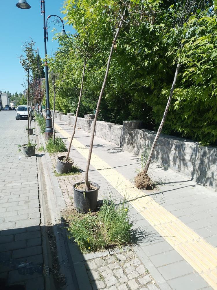 Kars'ta kuruyan ağaçlar değiştiriliyor