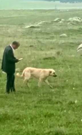 Kayalıklarda sıkışan çoban köpeğini kurtarmak için seferber oldular