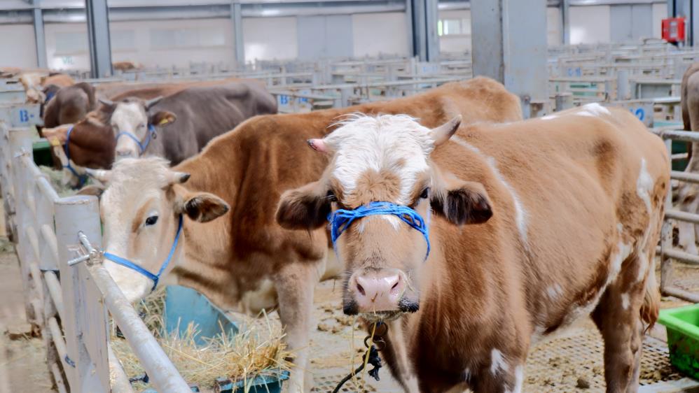 Doğu Anadolu Canlı Hayvan Pazarı'nda hareketlilik başladı