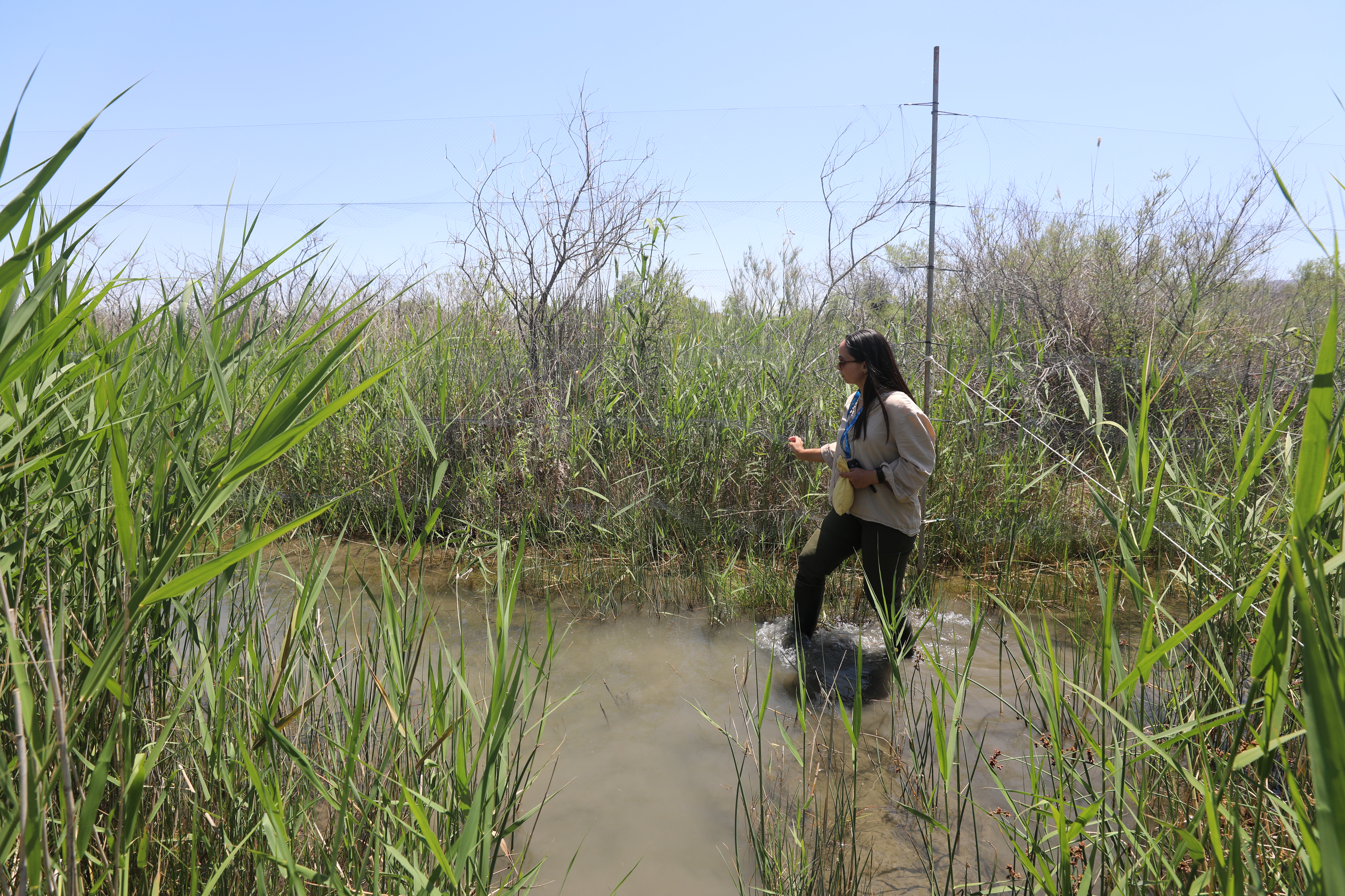 Aras Kuş Cenneti'nde sazlıklar yandı kuş sayısı düştü