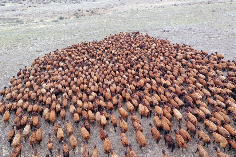 Sınır hattındaki otlaklar büyükbaş ve küçükbaş hayvan üretiminde değerlendiriliyor