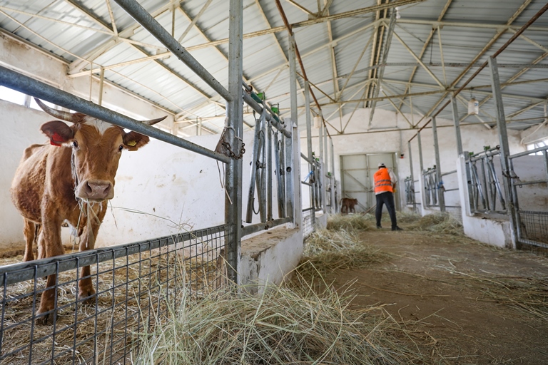 Sınır hattındaki otlaklar büyükbaş ve küçükbaş hayvan üretiminde değerlendiriliyor