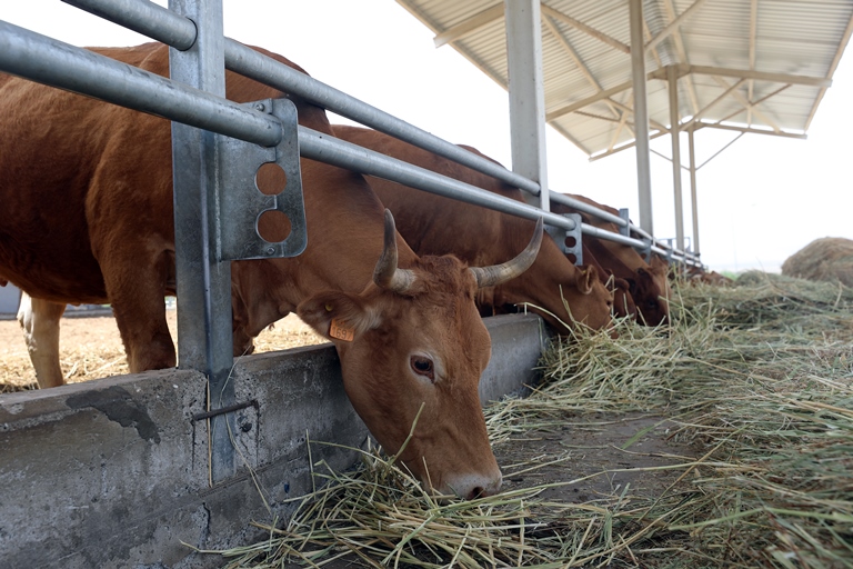 Sınır hattındaki otlaklar büyükbaş ve küçükbaş hayvan üretiminde değerlendiriliyor