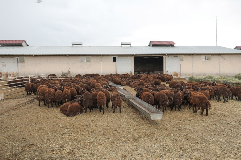 Sınır hattındaki otlaklar büyükbaş ve küçükbaş hayvan üretiminde değerlendiriliyor
