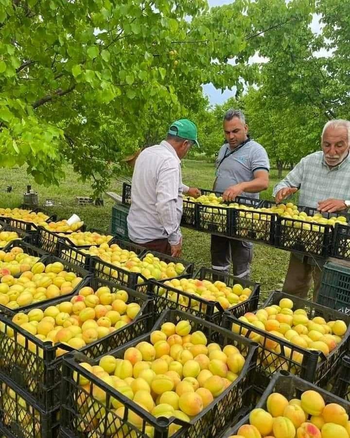 Kayısı hasadı başladı