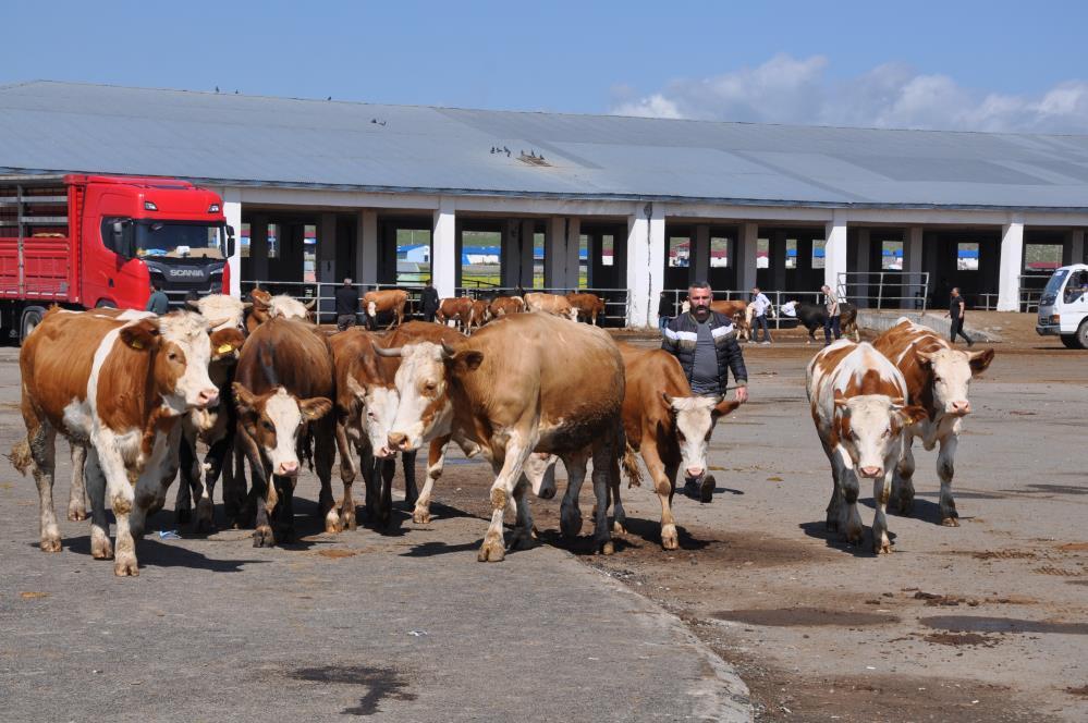 Kars Hayvan Pazarı'nda durgunluk yaşanıyor