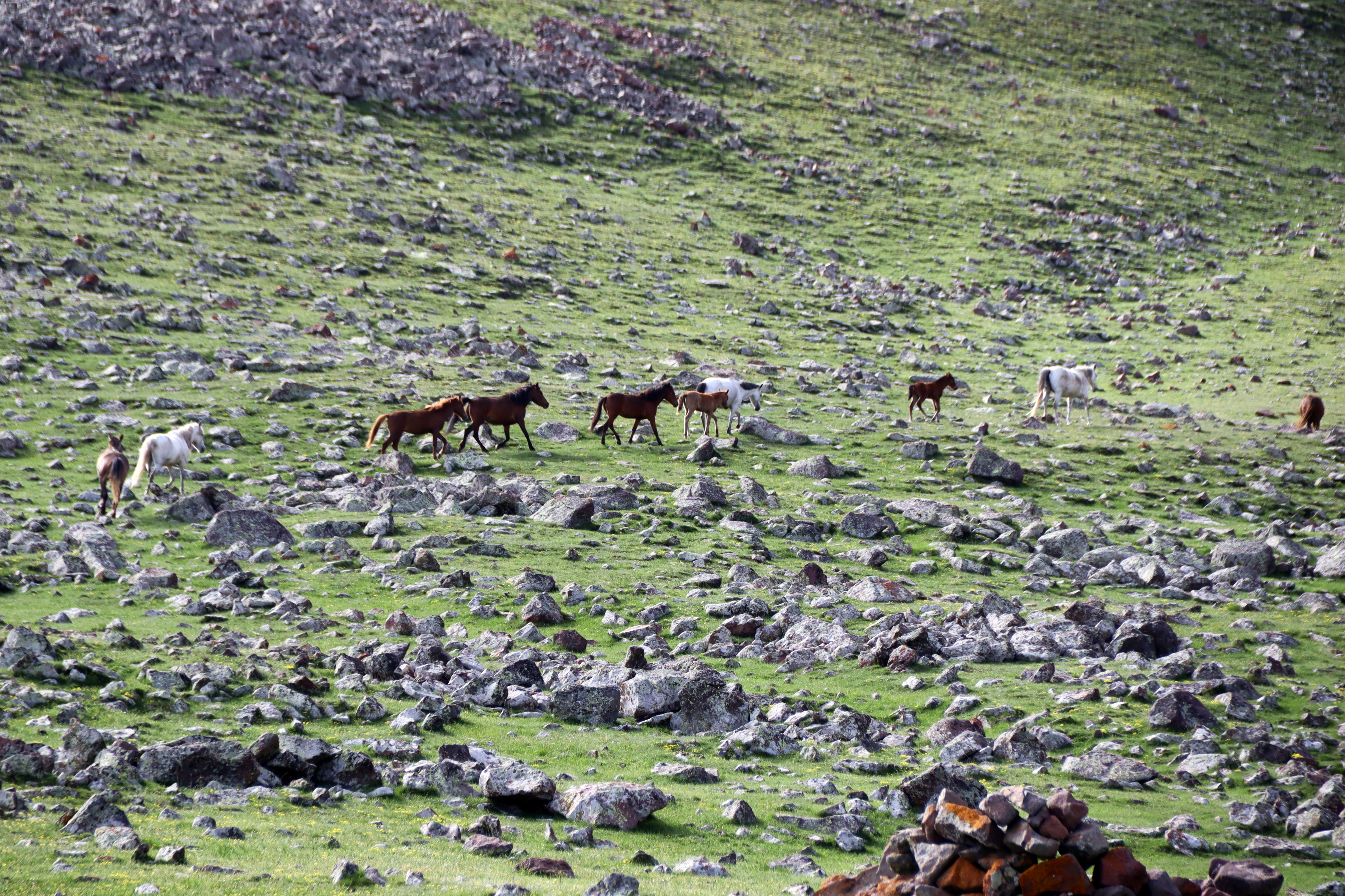 Aras Dağları yeşeren doğasıyla yılkı atlarını ağırlıyor