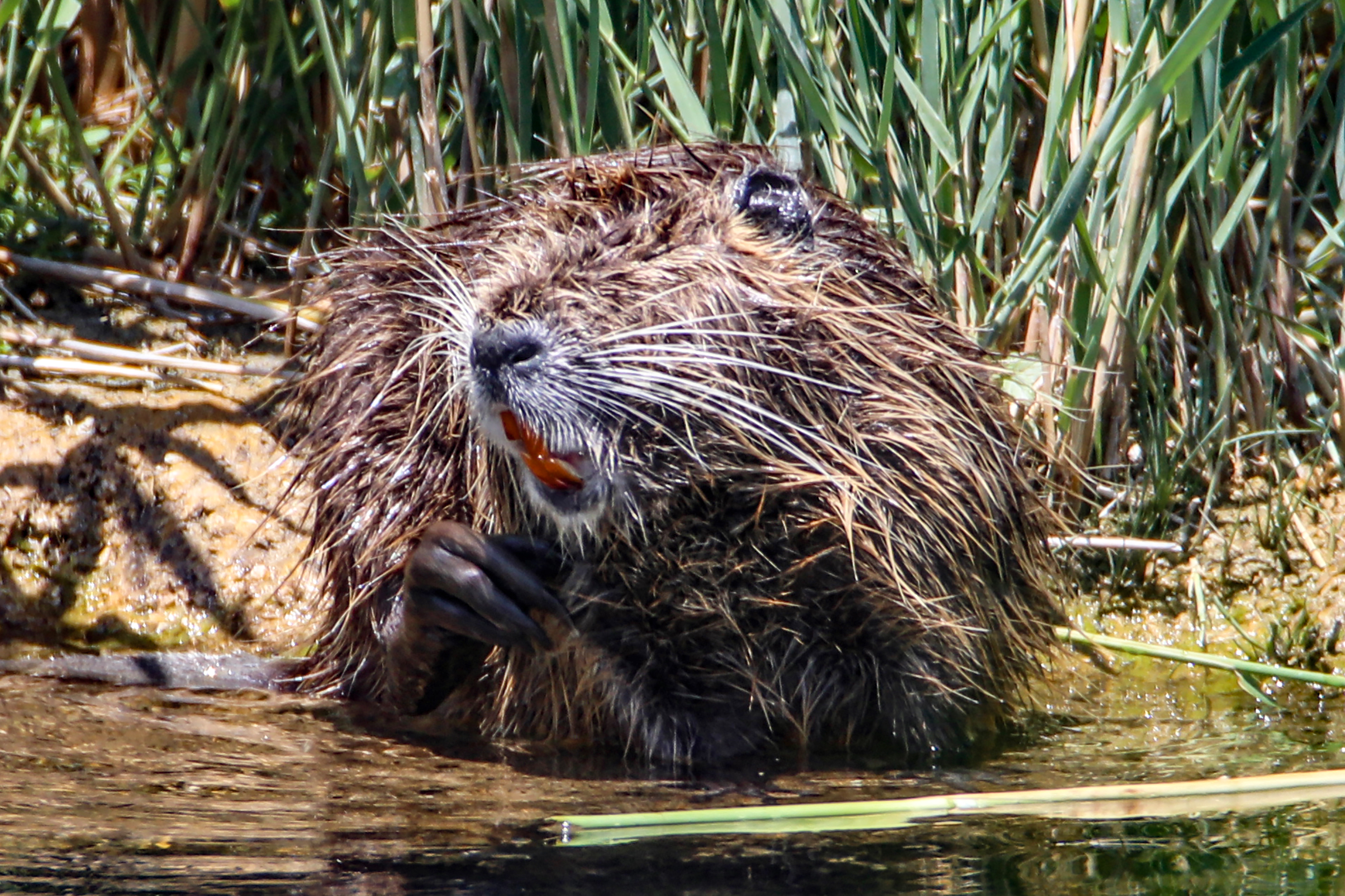 Ağrı Dağı'nda yaşayan su maymununun temizlenme anları görüntülendi