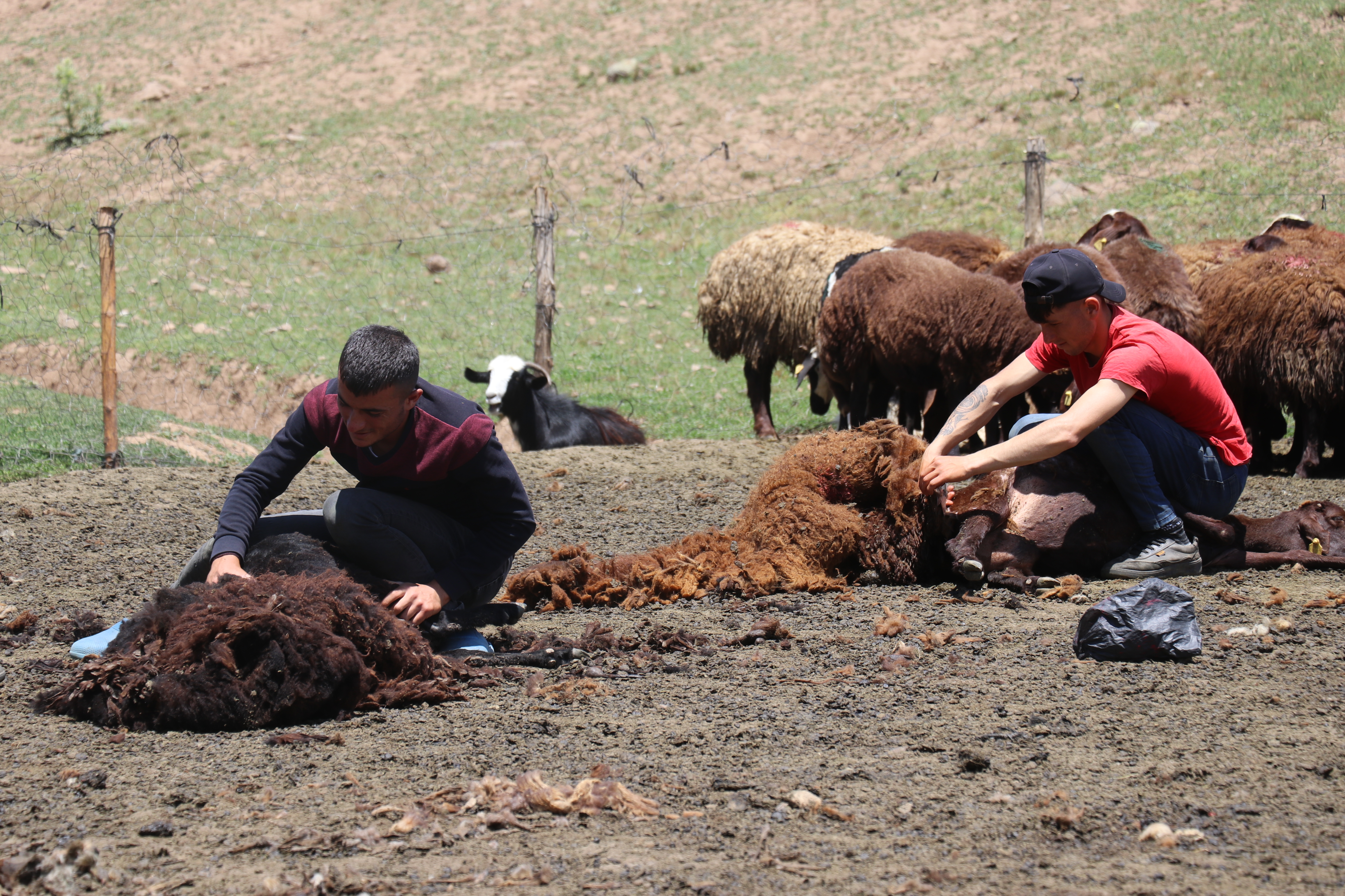 Sinek Yaylası'nda göçerler "koyun kırkma" mesaisine başladı