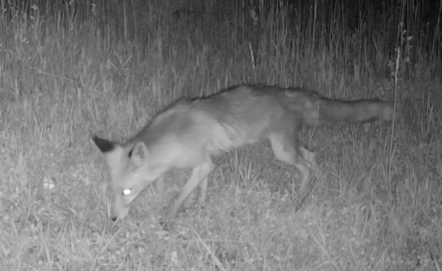 Ağrı Dağı'nda yiyecek arayan tilkiler fotokapanlara yansıdı