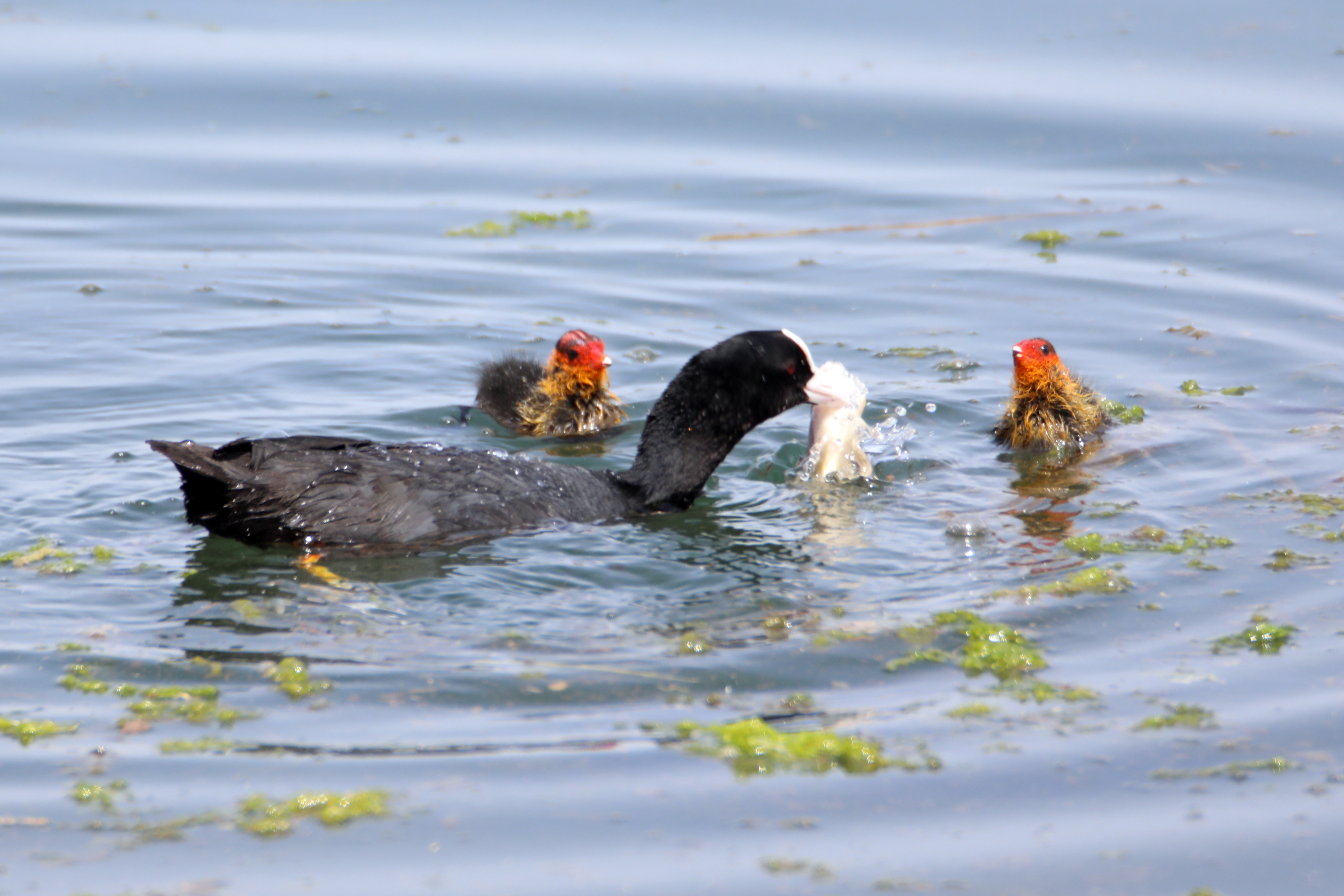 Sakarmekenin yavrularını besleme anı kameraya yansıdı