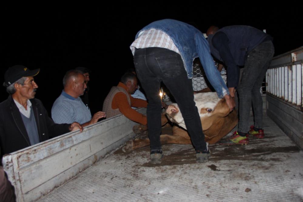 Iğdır'da 200 metrelik uçurumdan vadiye düşen inek kurtarıldı