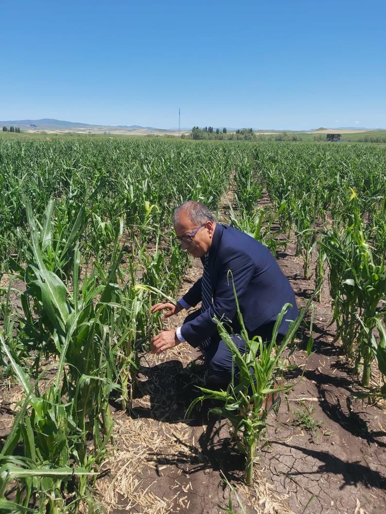 Akyaka'da ekili arazilerde hasar tespit çalışmaları sürüyor