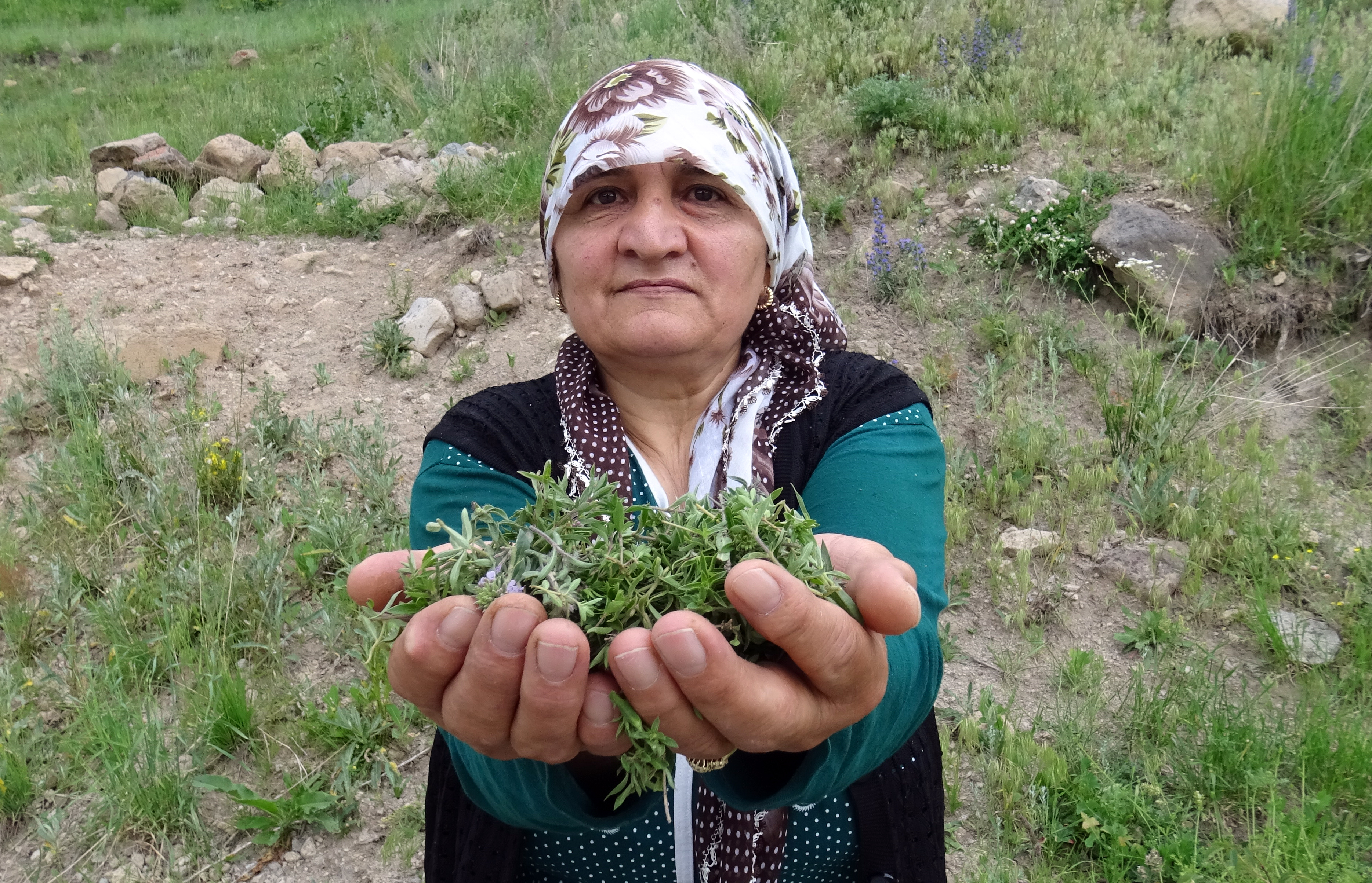 Sarıkamış'ta 2 bin 500 rakımda zahter bereketi yaşanıyor
