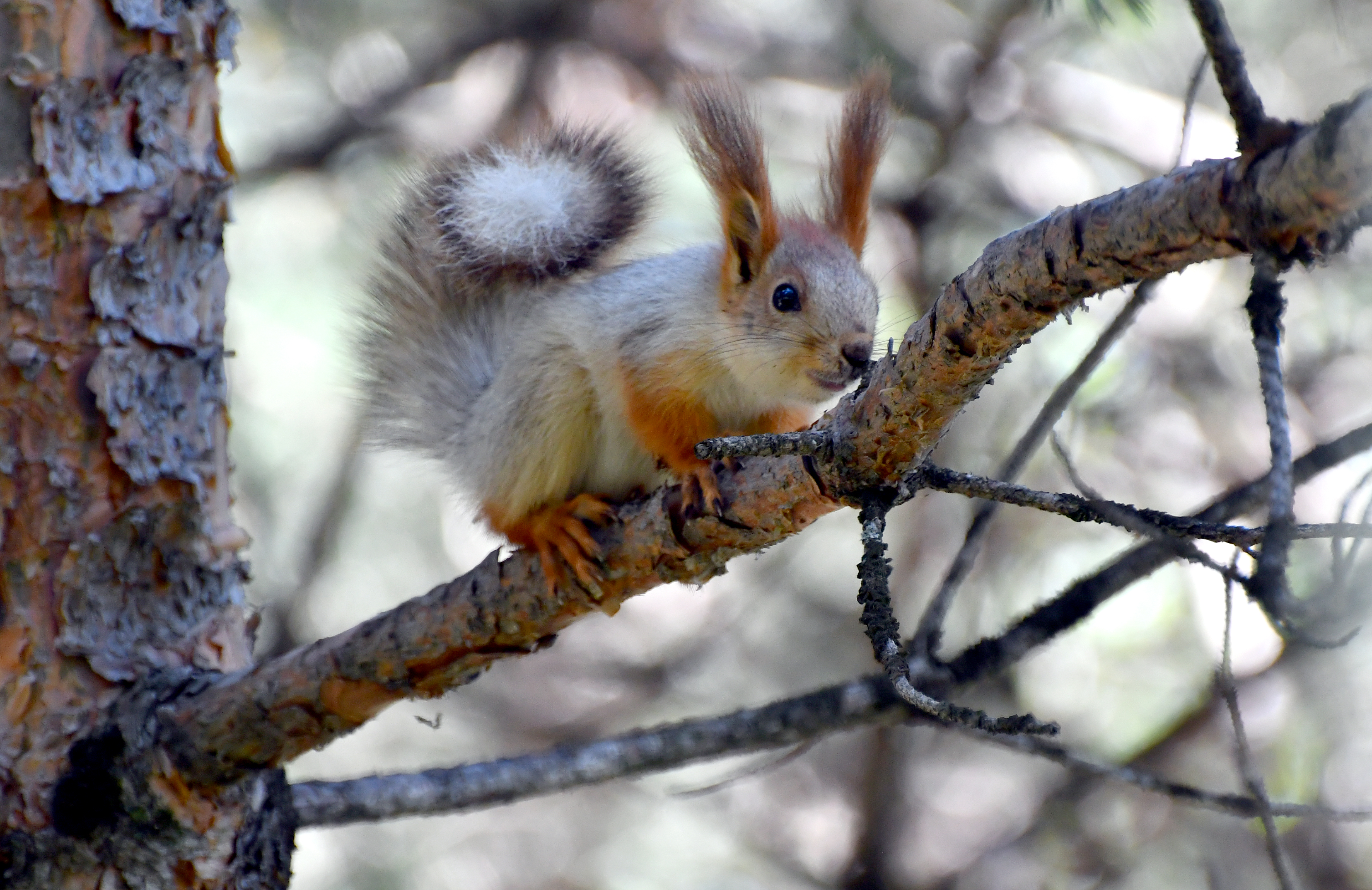 Sarıkamış'ta yağmurların ardından açan güneşle doğa canlandı