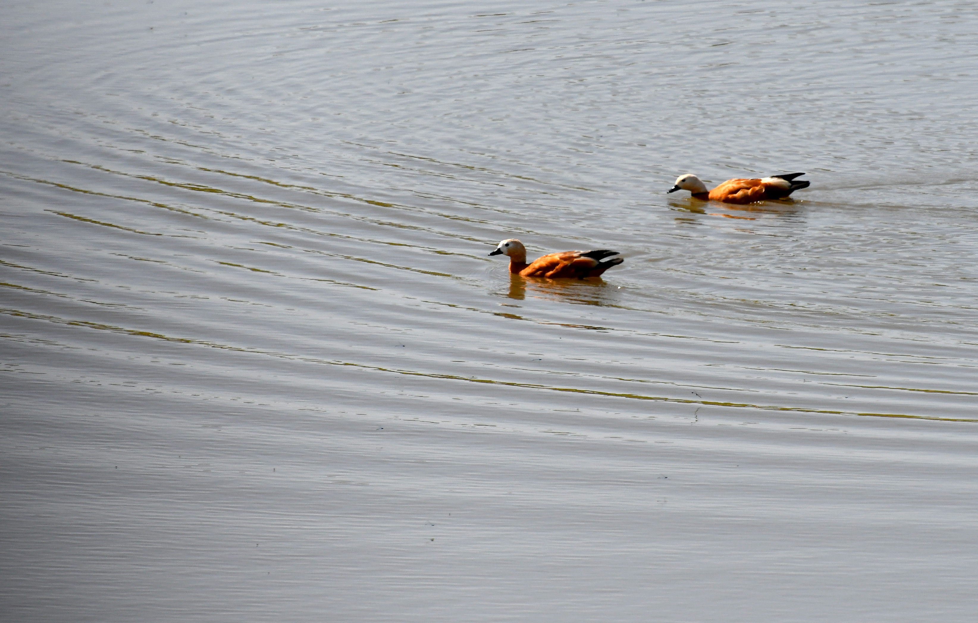 Sarıkamış'ta yağmurların ardından açan güneşle doğa canlandı
