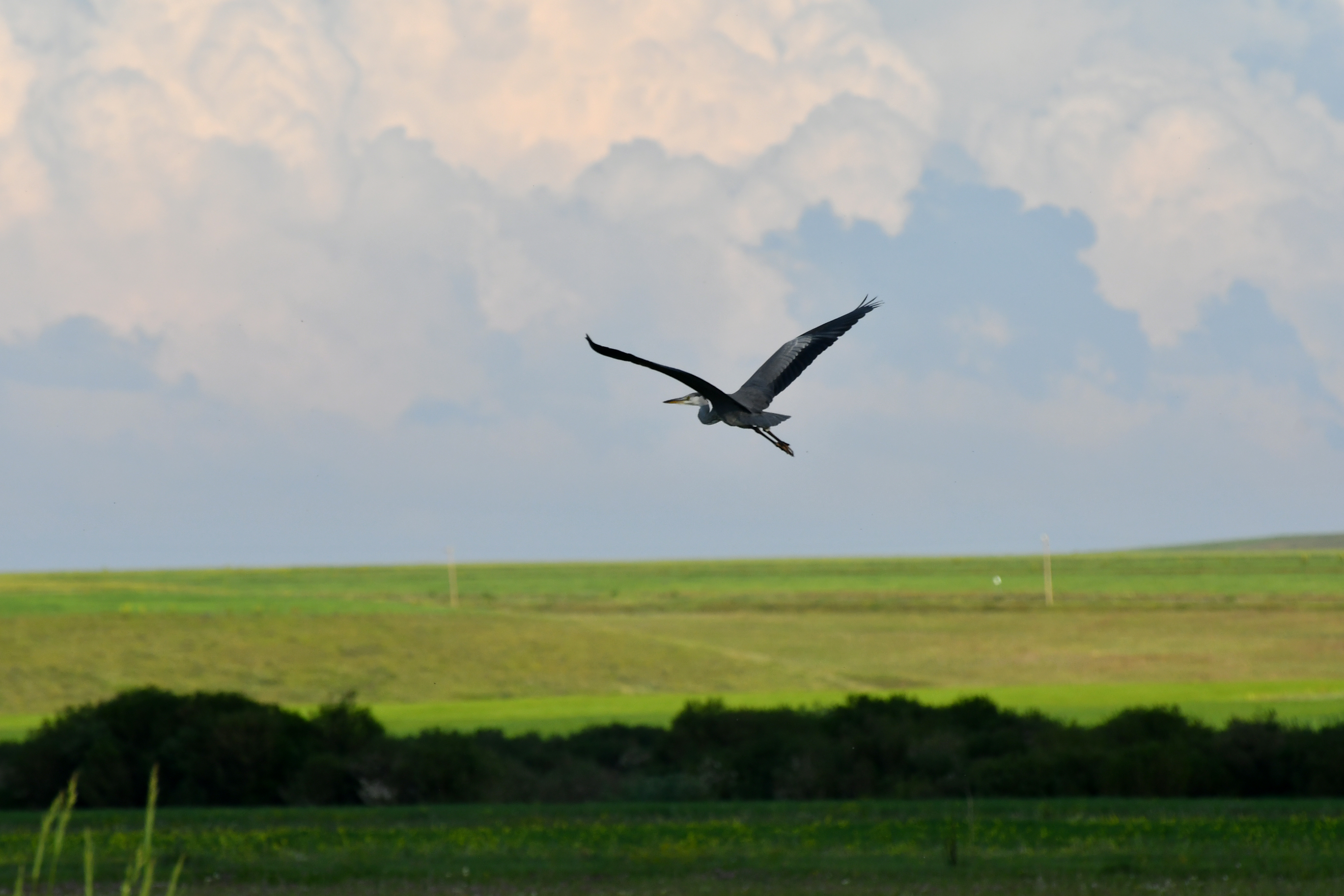 Sarıkamış'ta yağmurların ardından açan güneşle doğa canlandı