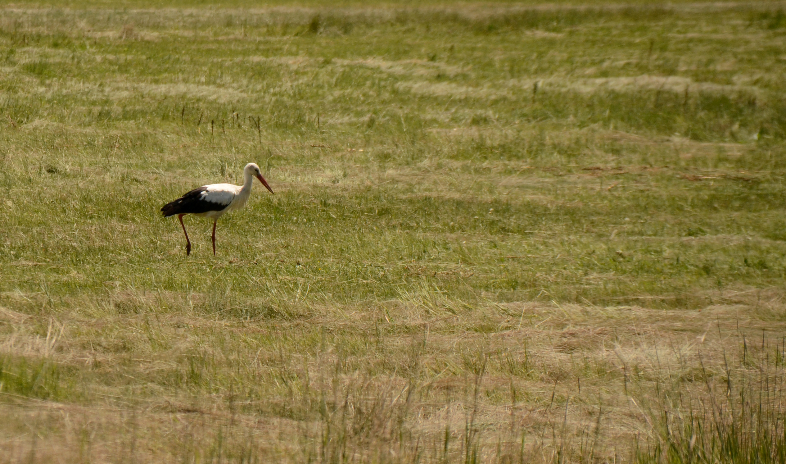 Sarıkamış'ta yağmurların ardından açan güneşle doğa canlandı