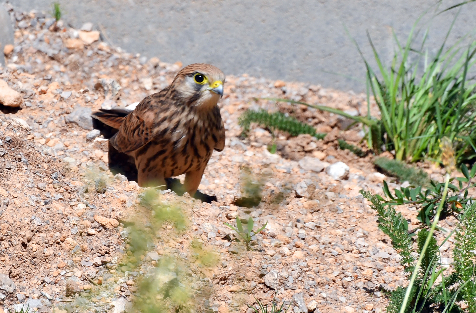 Sarıkamış'ta yağmurların ardından açan güneşle doğa canlandı