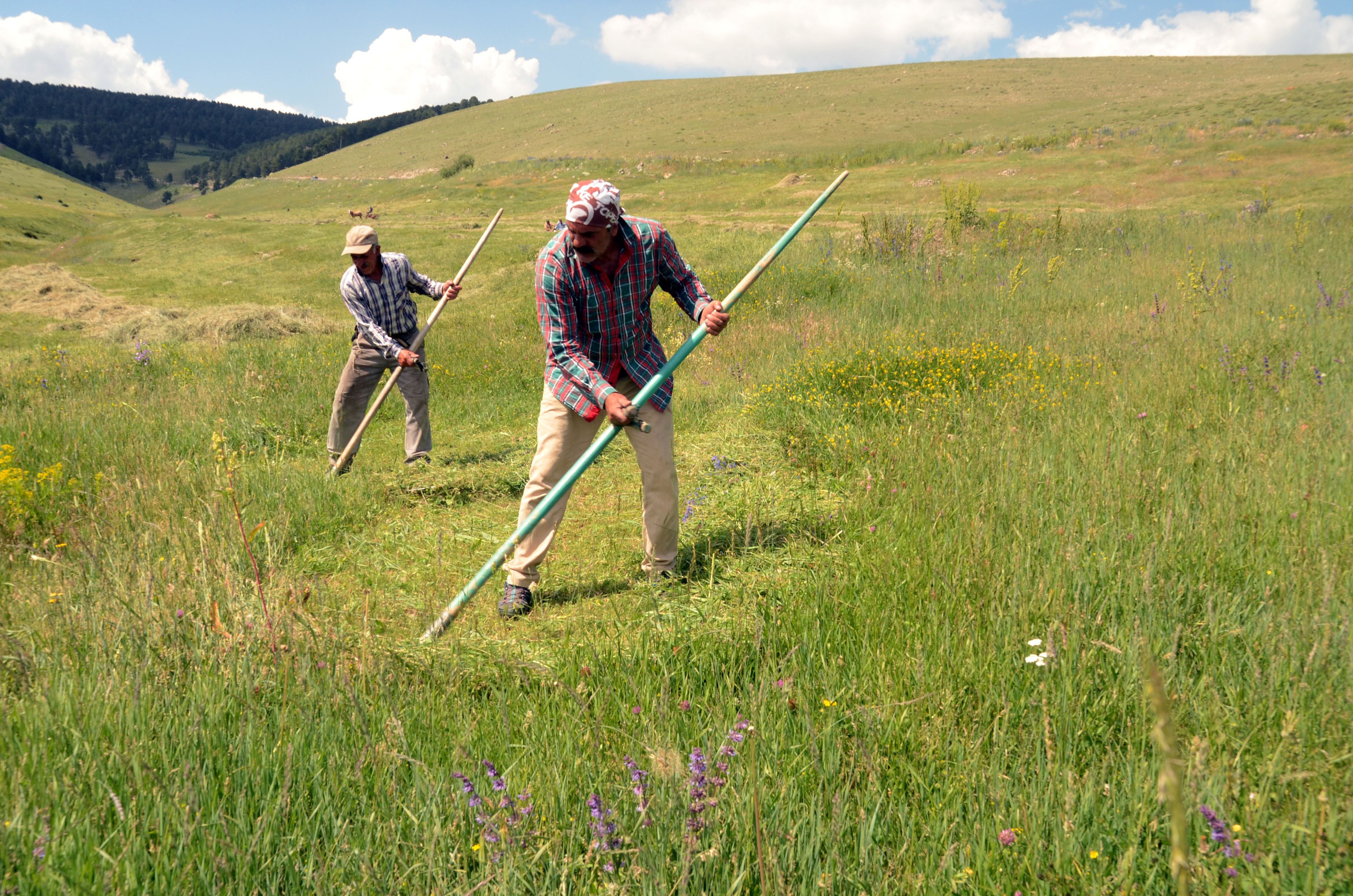 Sarıkamış'ta çiftçiler ot biçme mesaisine başladı