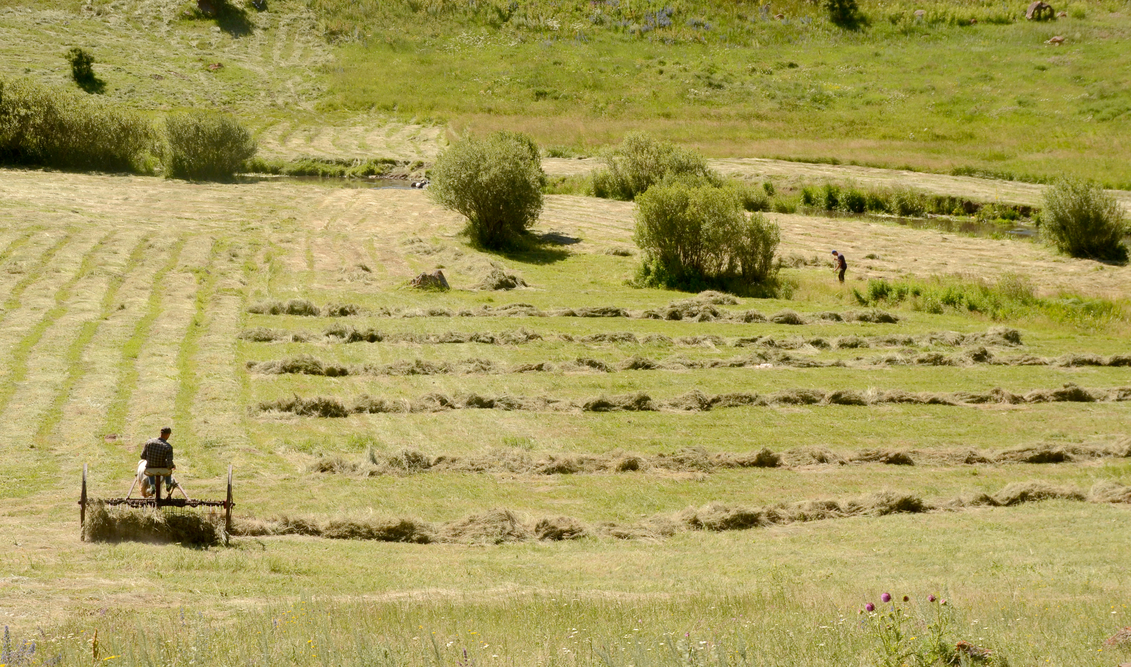 Sarıkamış'ta çiftçiler ot biçme mesaisine başladı