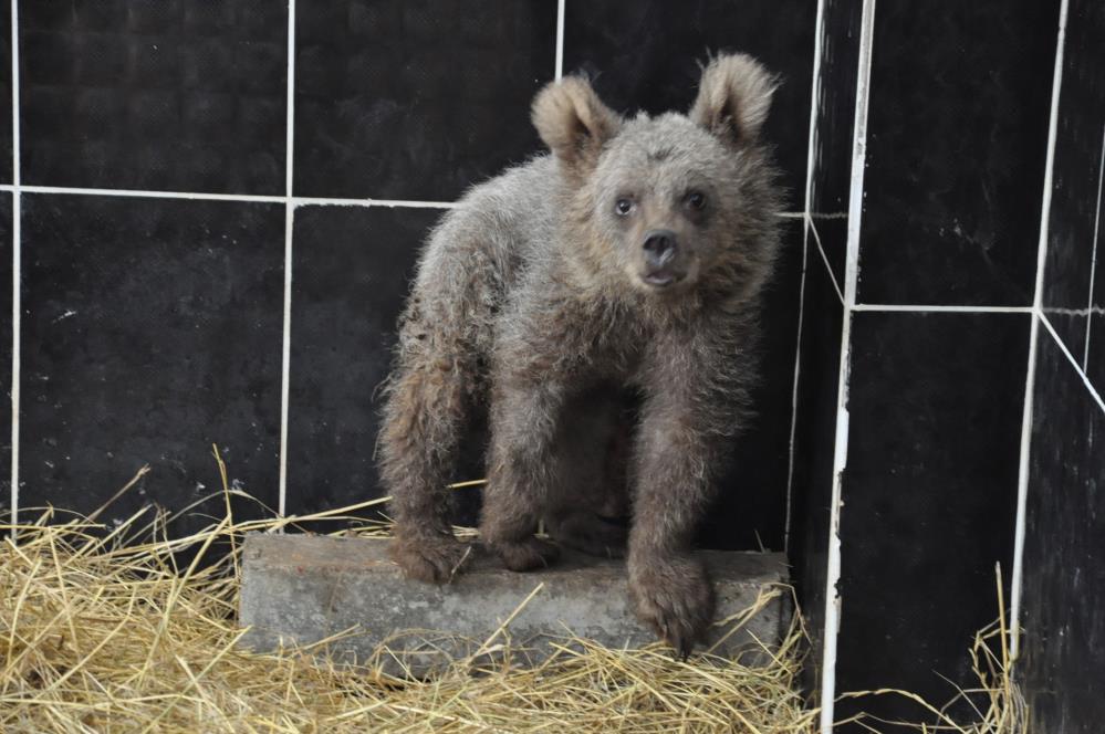 Yaban hayvanları Kars'ta şifa buluyor
