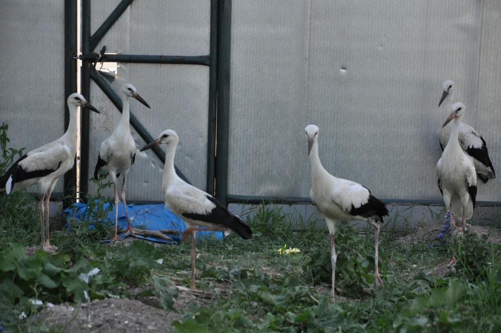 Yaban hayvanları Kars'ta şifa buluyor