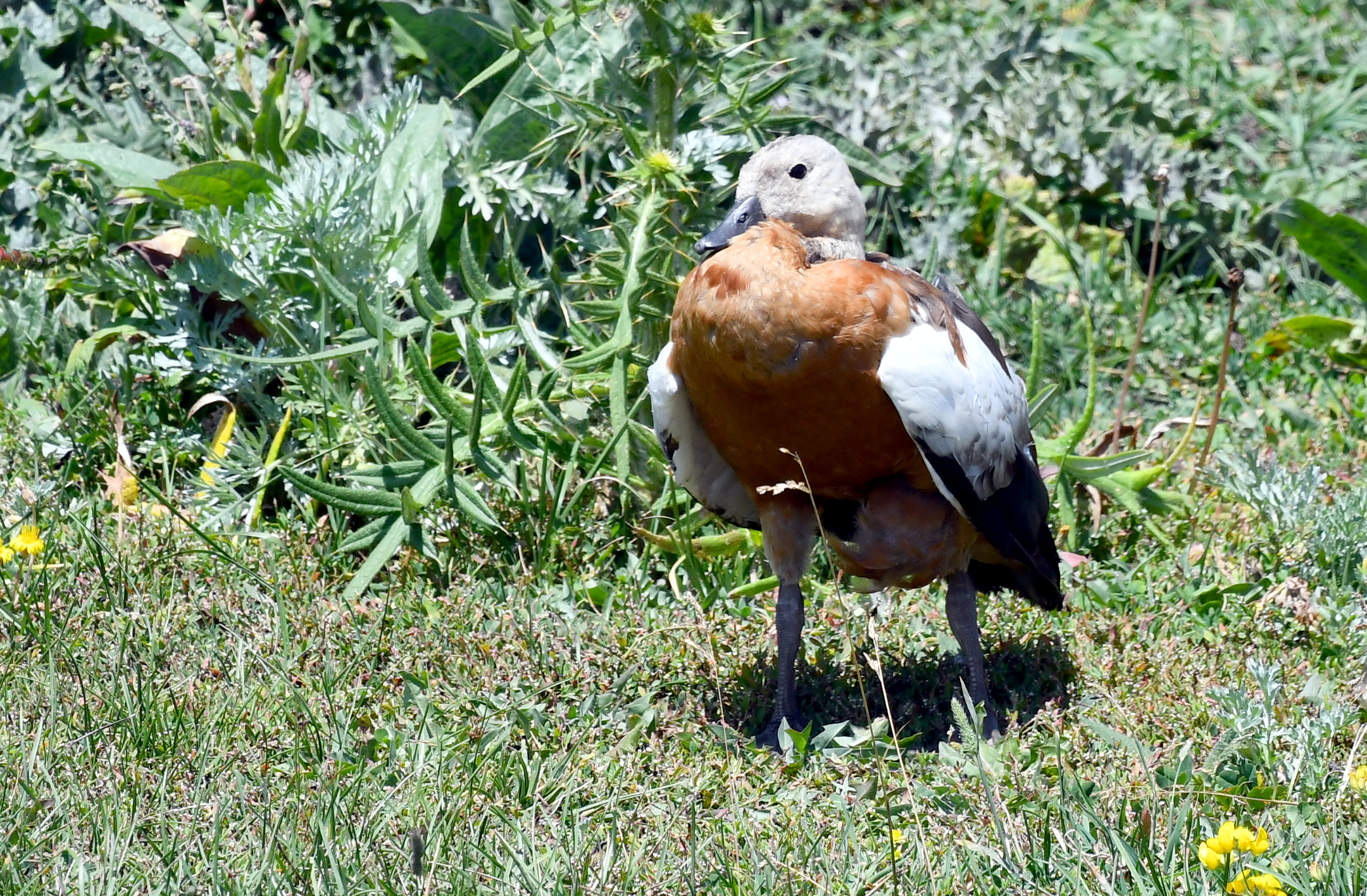 Sarıkamış'ta yaralı bulunan angut tedaviye alındı