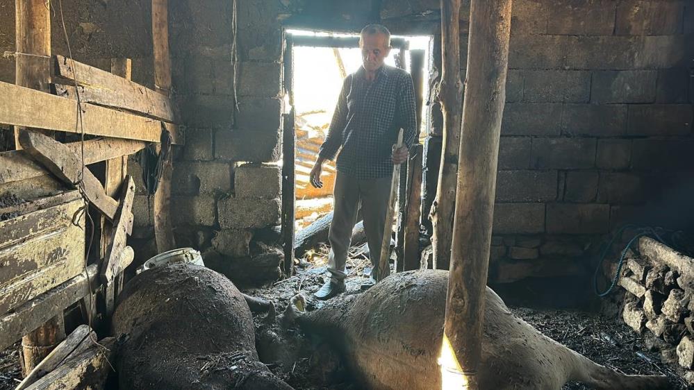 Yangında 7 ineğini kaybeden vatandaş hüngür hüngür ağladı