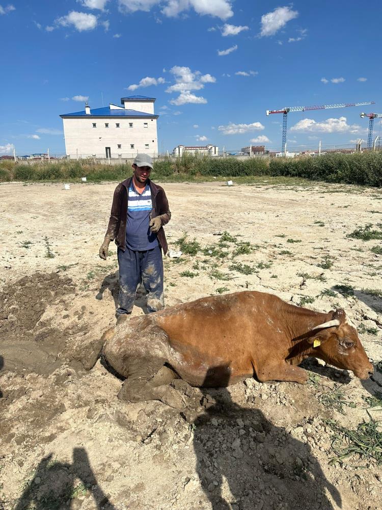 Kars'ta su göletine düşen büyükbaş hayvan kurtarıldı