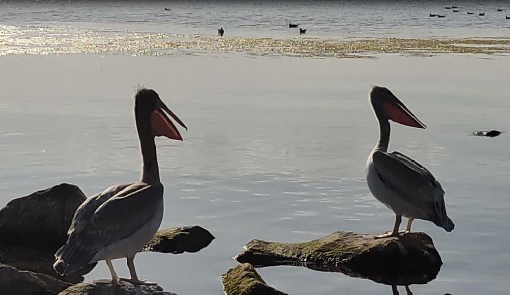 Pelikanlar Akçakale Adası'nın maskotu oldu