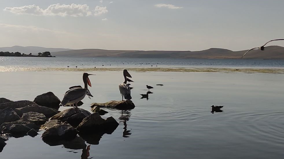 Pelikanlar Akçakale Adası'nın maskotu oldu