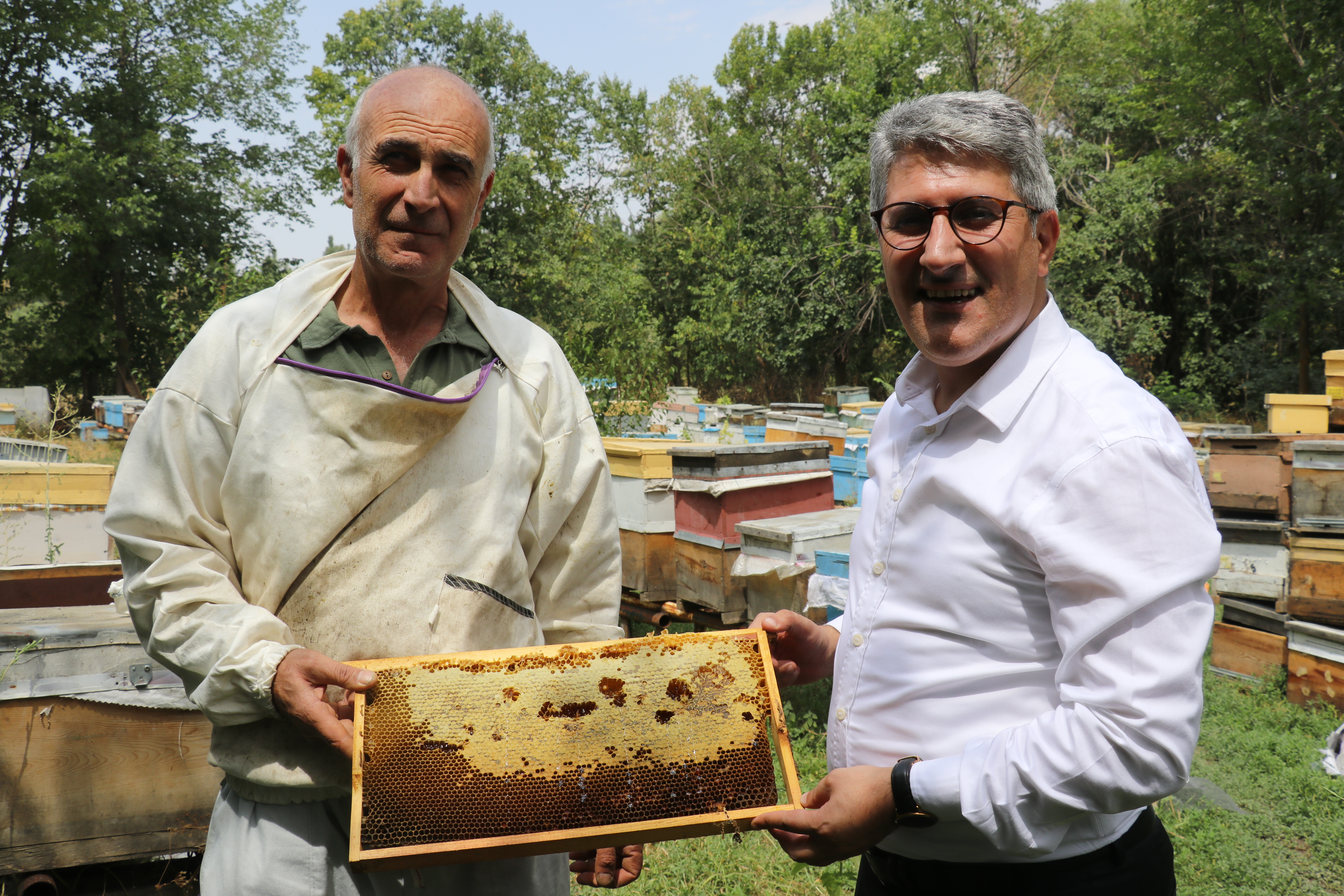 Ağrılı arıcılar tescilli "geven balı" hasadında