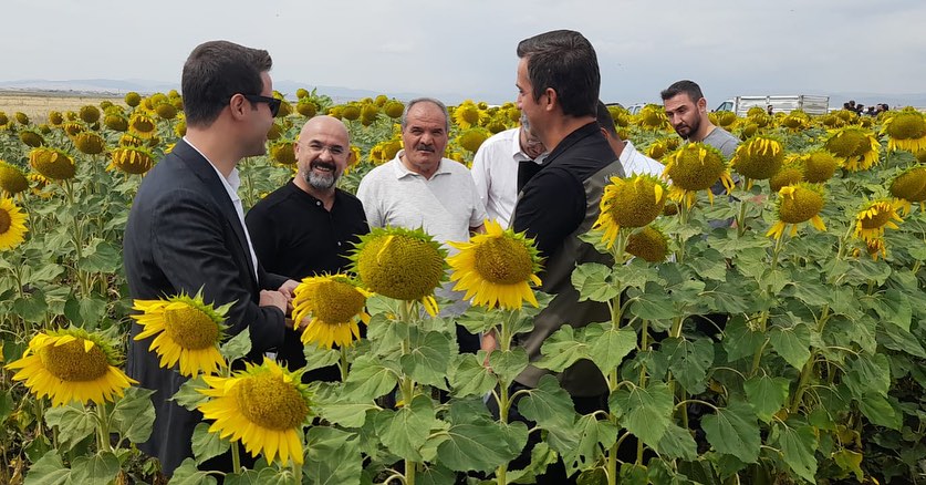 Sarı Altın Kars'ta tarlaları süslüyor
