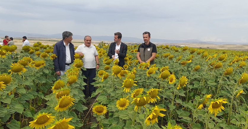 Sarı Altın Kars'ta tarlaları süslüyor