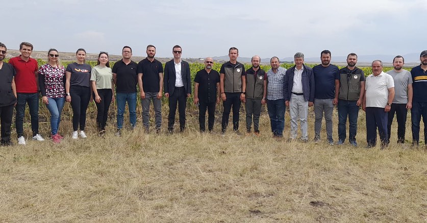 Sarı Altın Kars'ta tarlaları süslüyor