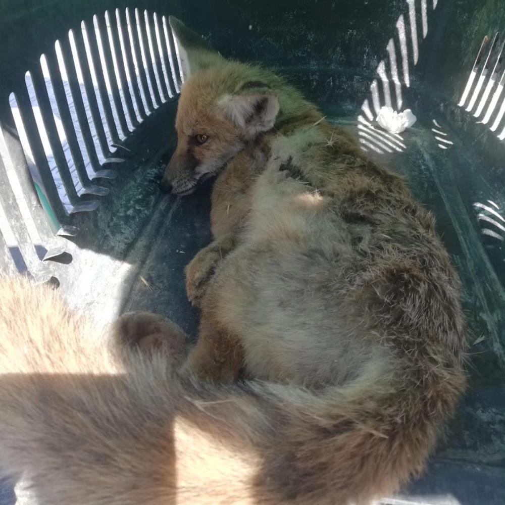 Yaralı tilki Kars'ta tedavi altına alındı
