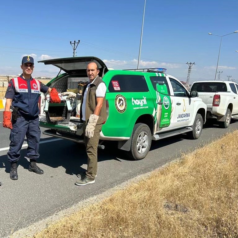 Yaralı tilki Kars'ta tedavi altına alındı