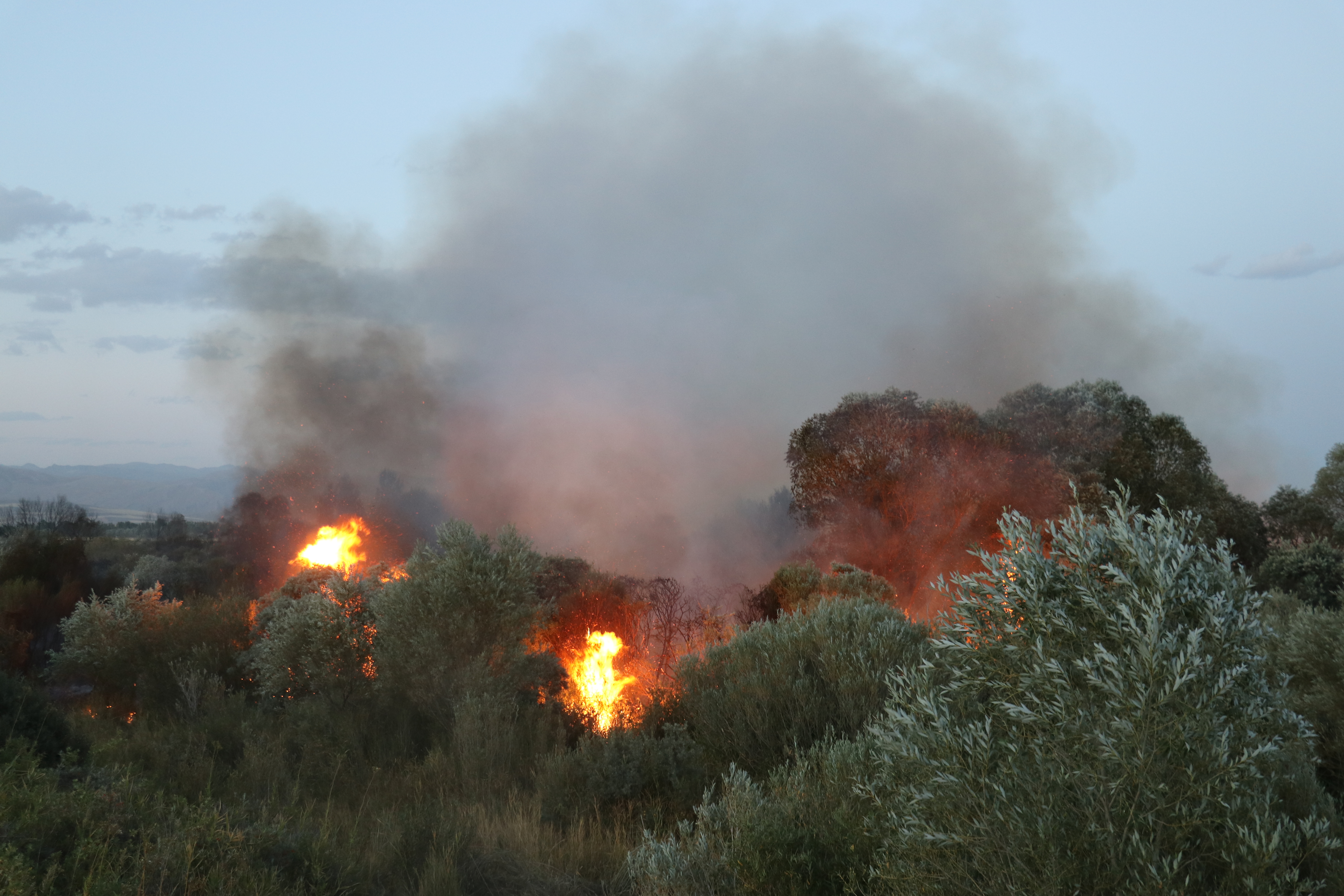 Ağrı'da ağaçlık alanda çıkan yangın söndürüldü