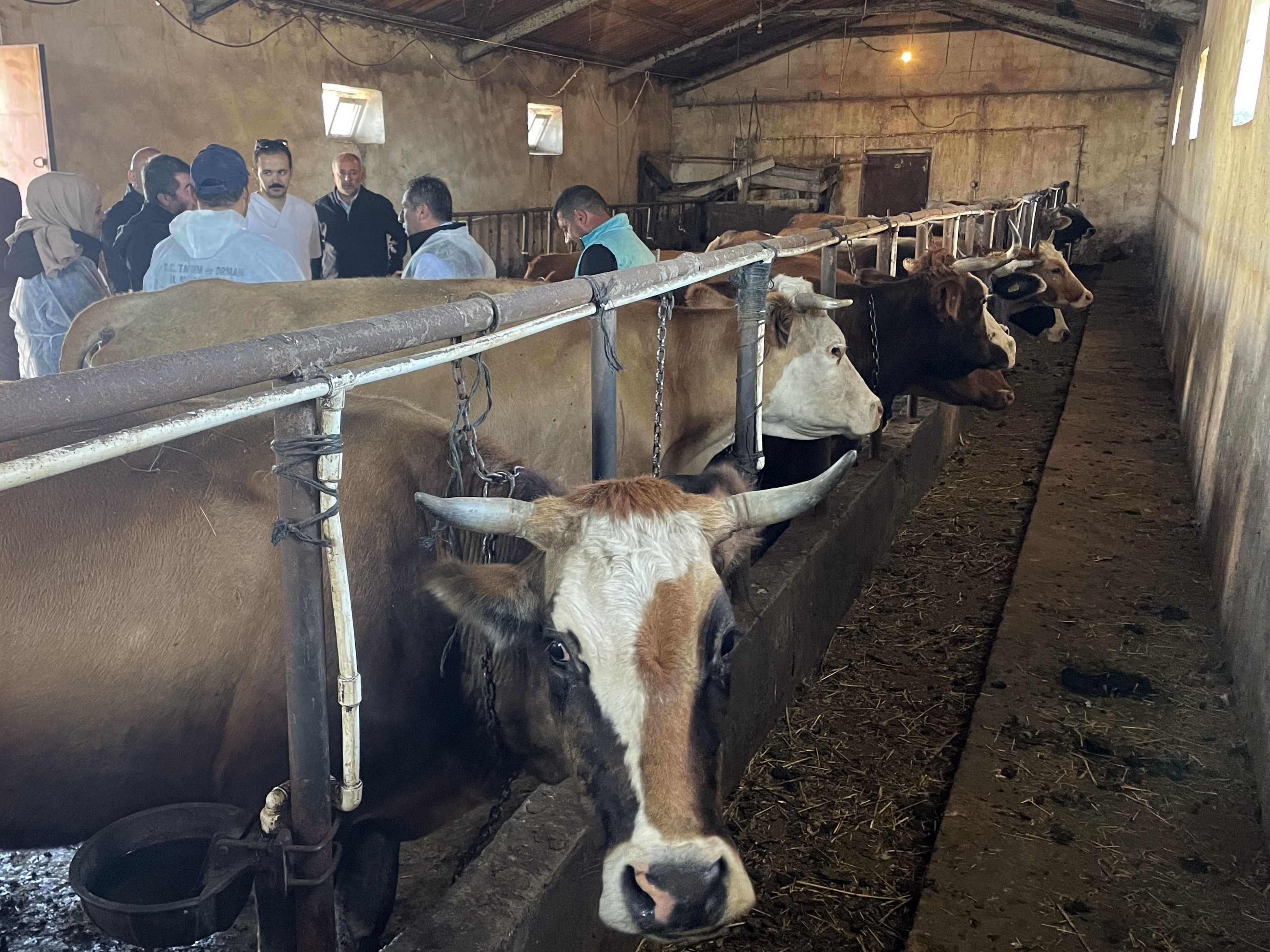 Ardahan'da 330 bin büyükbaş hayvan şap hastalığına karşı aşılanıyor