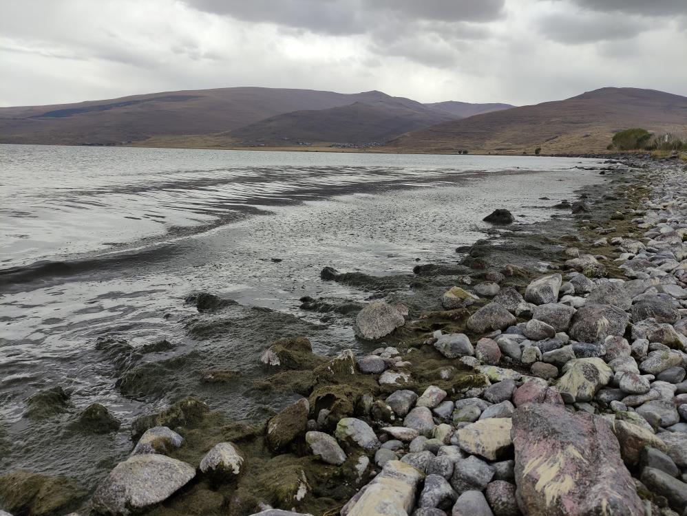 Çıldır Gölü yeşile büründü