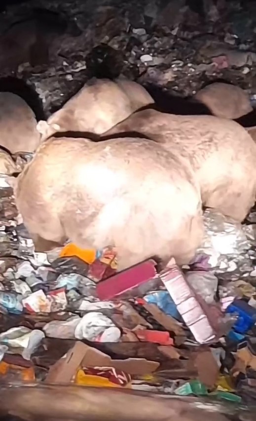 Boz ayılar kış uykusu öncesi besin depoluyor